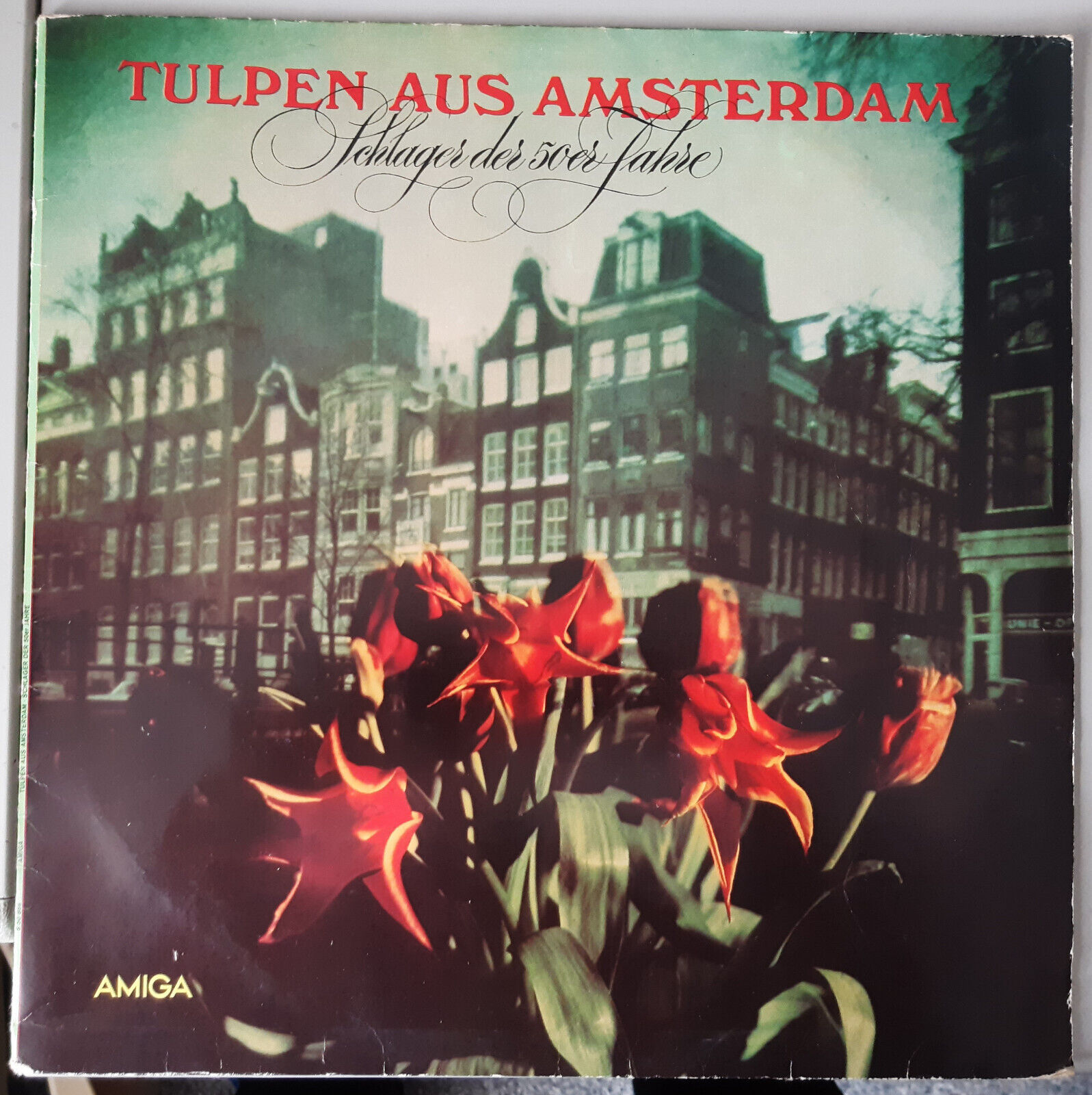 Tulpen aus Amsterdam